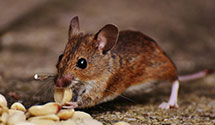 24 Hour & Emergency Exterminators in Mc Kinnon, WY